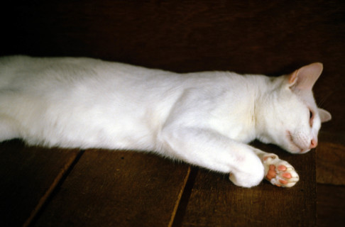 Thailand - Albino Animals