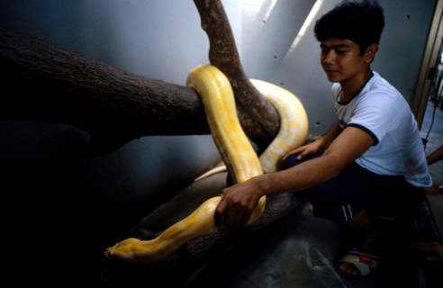 Thailand - Albino Animals