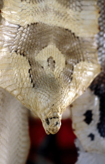 Thailand - Albino Animals