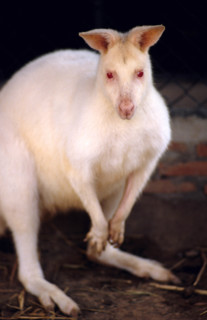 Thailand - Albino Animals