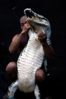Thailand - Albino Animals