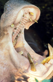 Thailand - Albino Animals