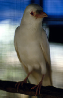 Thailand - Albino Animals