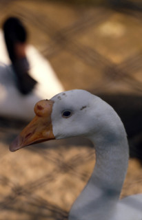 Thailand - Albino Animals