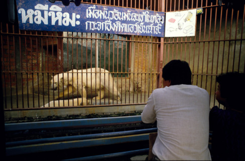 Thailand - Albino Animals