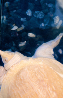 Thailand - Albino Animals