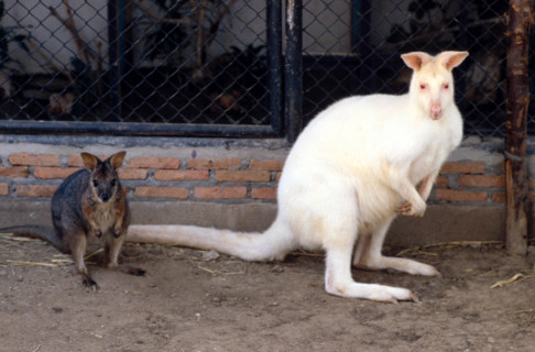 Thailand - Albino Animals