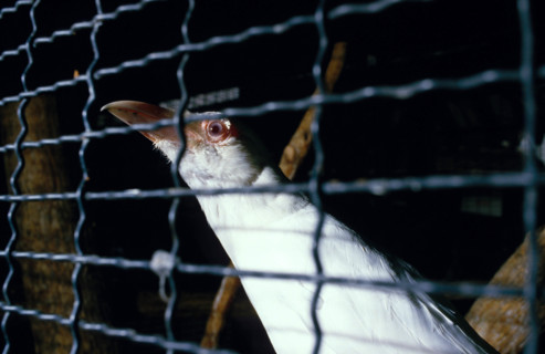 Thailand - Albino Animals