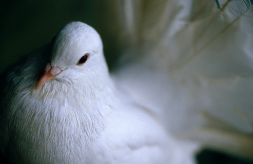 Thailand - Albino Animals