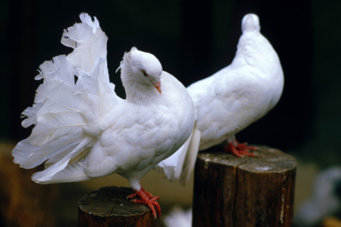 Thailand - Albino Animals