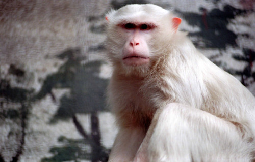 Thailand - Albino Animals