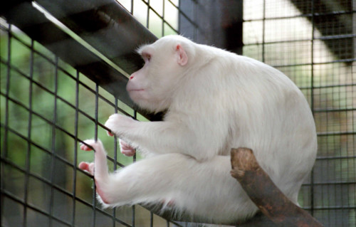 Thailand - Albino Animals
