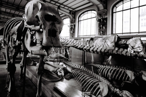 France - History - Museums