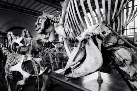 France - History - Museums