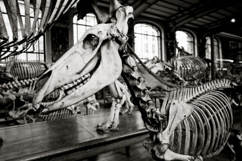 France - History - Museums