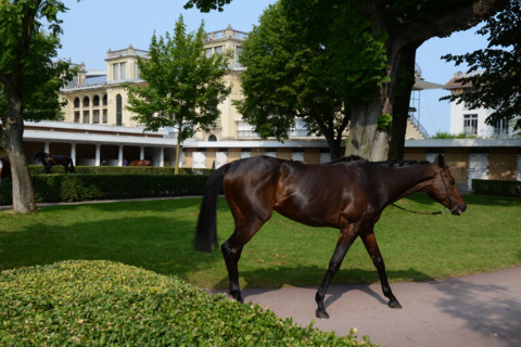 Paris, Auteuil Hippodrome