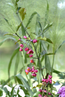 Repas forestier : fleurs d'automne