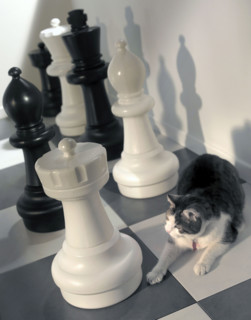 Faites vos jeux : chat au milieu d'un maxi jeu d'échecs