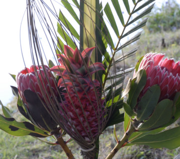 Buffet Robinson : décor d'ananas