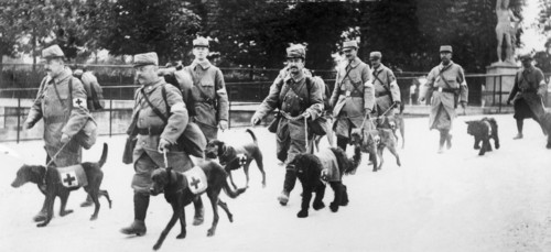 Chiens de la Croix Rouge, 1915