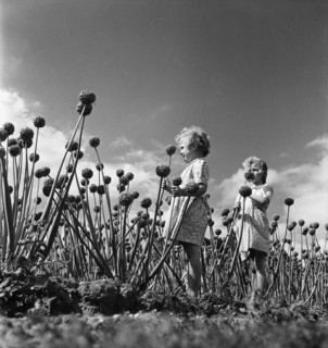 Vacances à la campagne, 1952