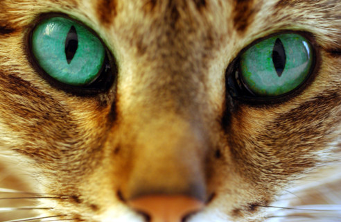 FRANCE ANIMAUX