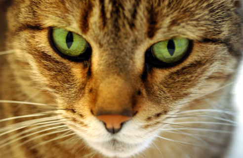 FRANCE ANIMAUX