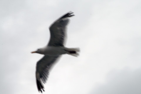 FRANCE ANIMAUX