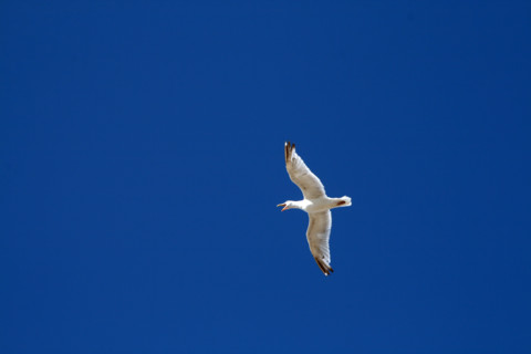 FRANCE ANIMAUX