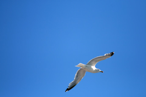 FRANCE ANIMAUX