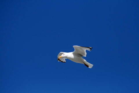 FRANCE ANIMAUX