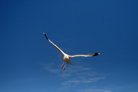 FRANCE ANIMAUX