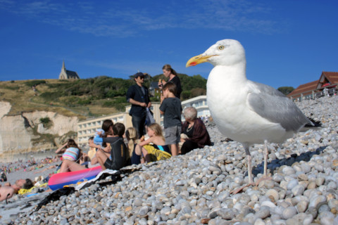 FRANCE ANIMAUX