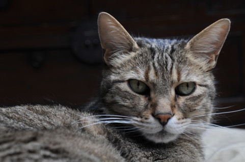 FRANCE ANIMAUX