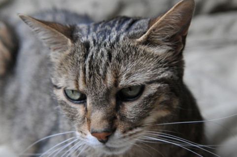 FRANCE ANIMAUX