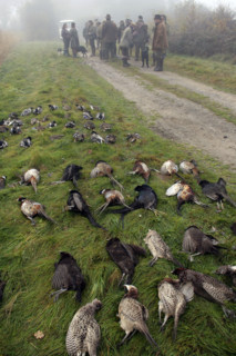 France - Société - Chasse