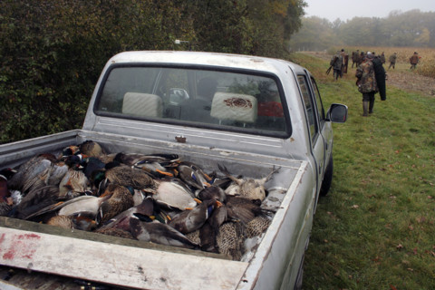 Chasse - France - Petit gibier