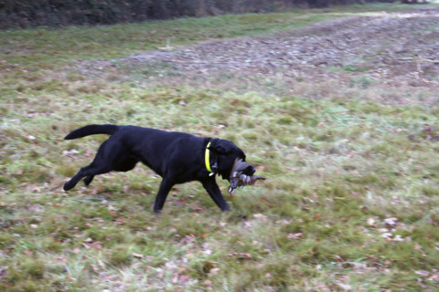 Chasse - France - Petit gibier