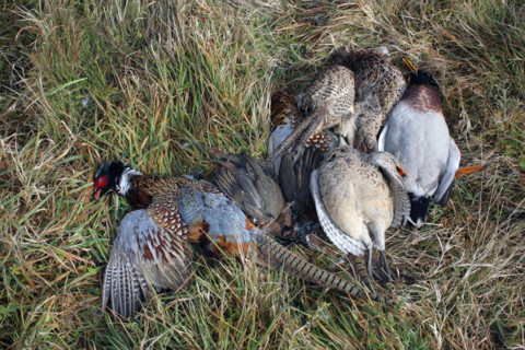 France - Société - Chasse
