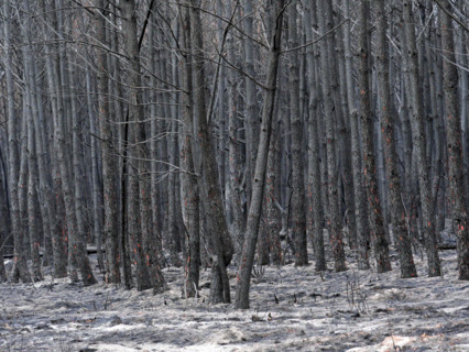 France - Gironde - Incendies été 2026
