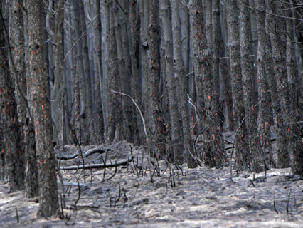 France - Gironde - Incendies été 2026