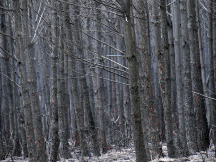France - Gironde - Incendies été 2026