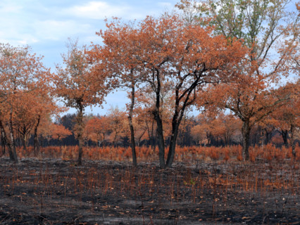 France - Gironde - Incendies été 2026