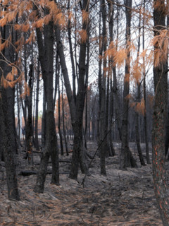 France - Gironde - Incendies été 2026