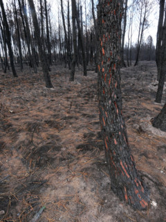 France - Gironde - Incendies été 2026