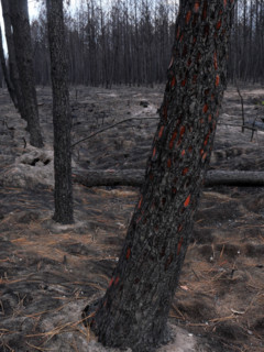 France - Gironde - Incendies été 2026