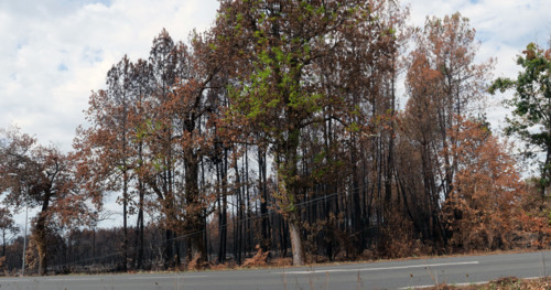 France - Gironde - Incendies été 2026