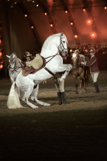 Festival royal du cheval et du chameau au Sultanat d'Oman, janvier 2006