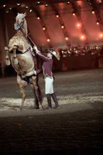 Festival royal du cheval et du chameau au Sultanat d'Oman, janvier 2006