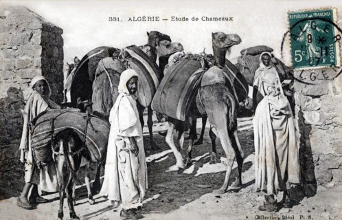 Chameaux en Algérie, carte postale ancienne